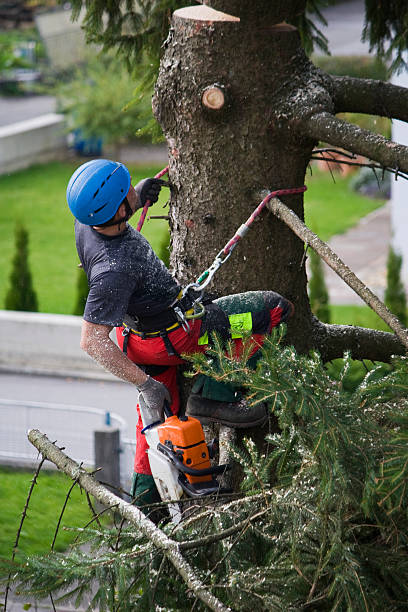 Best Stump Grinding and Removal  in Mooresville, IN