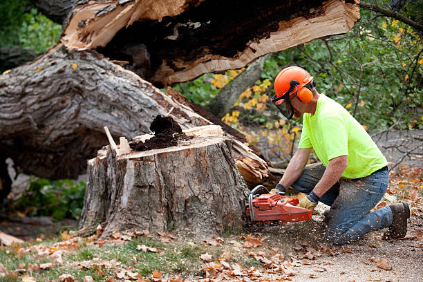 Best Leaf Removal  in Mooresville, IN