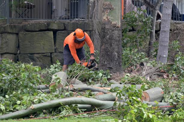 Best Tree Removal  in Mooresville, IN